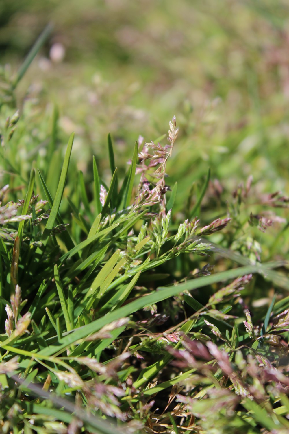 Close up of annual meadow grass. Copyright AHDB. 